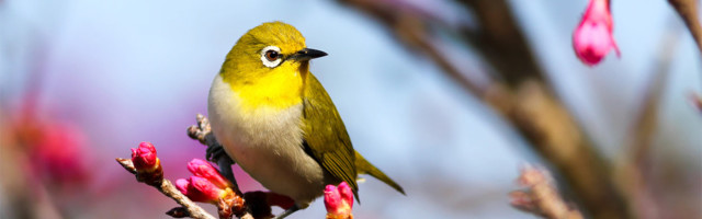 Kako ptice utiču na zadovoljstvo u životu