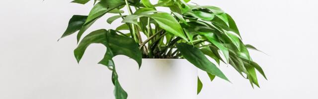Imate li lažne biljke u svom domu? Jednostavan trik da ih "oživite"