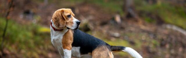 Psa hitno odvedite kod veterinara ako ovo uočite nakon šetnje (VIDEO)