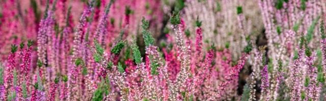 Najlepši i najotporniji jesenji cvet! Cveta do MRAZA, a možete da ga posadite napolju i u sobi (FOTO)