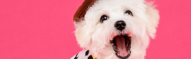 Koje rase pasa su najbolji izbor za penzionere: 7 preporuka za život bez usamljenosti i opterećenja