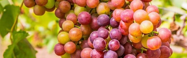 Bobice koje imamo na dohvat ruke produžavaju život: Zapanjujuće otkriće - usporavaju starenje i odlažu bolesti