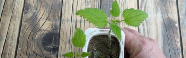 Ova biljka se unosi u kuću pre Đurđevdana: Veruje se da privlači novac, sreću i zdravlje