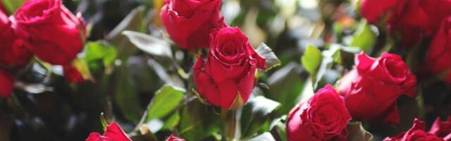 Spas za ruže: 1 trik briše crne fleke sa njih zauvek - cveće nikad lepše i bujnije