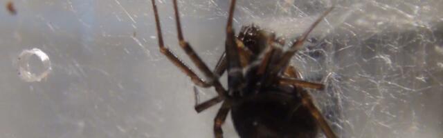 „Лажна црна удовица“ не представља опасност за људе