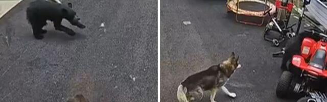 Porodični pas odbranio dečaka na koga je jurišala divlja zver: Snimak podviga hrabre Bele!