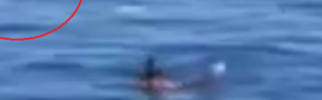 Ajkula od šest metara kružila oko plivača (VIDEO)