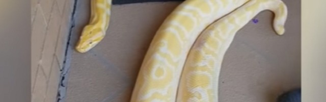 Žena se zaprepastila kada je videla ovu zver na kućnom pragu (VIDEO)