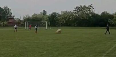 OVO IMA SAMO U SRBIJI: Nakon zmije, počele i svinje da prekidaju utakmice nižih liga (VIDEO)