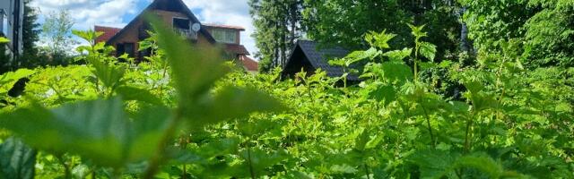 Junski letnji dan – temperatura preko 30 stepeni