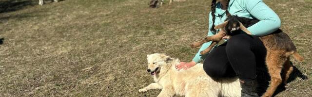 Svaka koza ime ime, a jariće nuna pred spavanje: Lepa Jovana se vratila na selo - OVAKO izgleda njen dan, KAPA DOLE