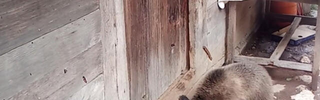 Medvedić iznenadio porodicu za Uskrs: Mladunče se uselilo kod njih i ne želi da ide, snimci su preslatki