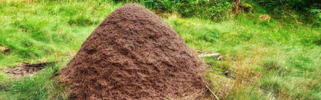 Ovi insekti postali higijeničari: Nećete verovati šta sve rade zarad mira u "kući"