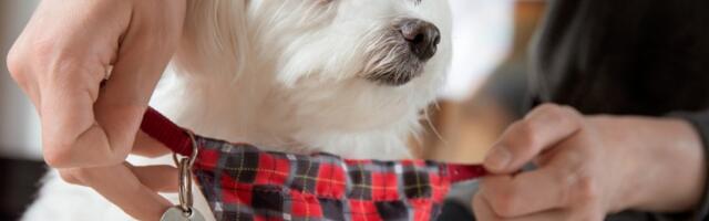 Saveti: Koje ime dati kućnom ljubimcu?