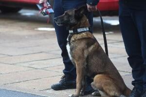 Зиги, Протео, Тимба – пси хероји које слушају и спасиоци