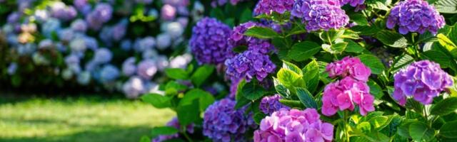 Trik uz koji ćete promeniti boju hortenzijama! Ovako nastaje prava magija