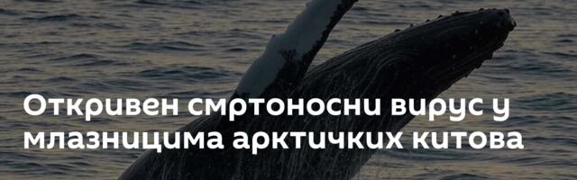 Откривен смртоносни вирус у млазницима арктичких китова