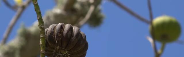 VIDEO: Ovo drvo ispaljuje semenke brzinom od 240 kilometara na sat