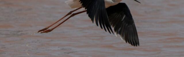 Naučnici raskrinkali mit star pola veka