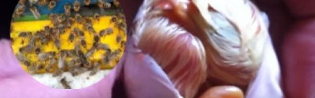 ČUDO PRIRODE! Kvočka je napustila JAJA, njeni PILIĆI se IZLEGLI uz pomoć PČELA - NEVEROVATNO! (FOTO)