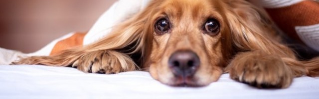 PA DA LI IMA IŠTA SLAĐE? Ovaj video-snimak je obišao društvene mreže i nikoga nije ostavio ravnodušnim! /VIDEO/