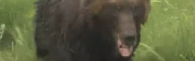 (VIDEO) OPŠTI HAOS NA ULICAMA! Medved upao mrtav gladan u grad! LJUDI SPAŠAVALI ŽIVE GLAVE!