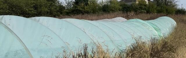 Valjevska policija otkrila četiri plastenika sa marihuanom