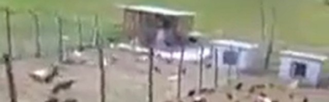 PRESMEŠNI komšija: "Bježi korona ide. Zna i kokoš"(VIDEO)