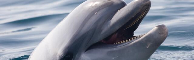 Stručnjaci nemoćni da odvedu Mima iz opasne zone: Delfin zasad izbegava vodene autobuse, taksije i gondole