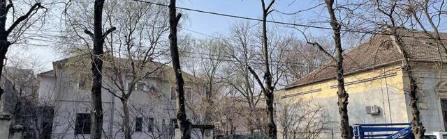 Sporno orezivanje drvoreda u ulici Kej 2. oktobra: Koriste metodu koja „ubija“ drveće