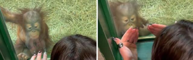 Susret koji je osvojio svet: Mali orangutan ne može da se "odlepi" od stakla zbog MANIKIRA ove žene
