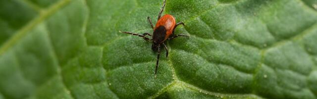 Krpelji beže od ovoga! Posadite ove 3 biljke sad i zaštitite baštu celo leto