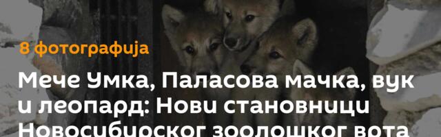 Мече Умка, Паласова мачка, вук и леопард: Нови становници Новосибирског зоолошког врта /фото/