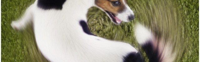 Ako i vaš ljubimac radi ovo, potrebno je u najkraćem roku obratiti se veterinaru!