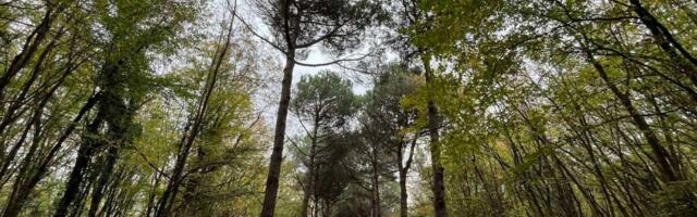 Priča o jastrebu i nastanku najšumovitije planine Balkana