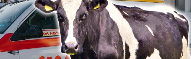 OPASNA ZARAZNA BOLEST OTKRIVENA KOD KRAVA U STUPINI: Prenosi se na ljude, opstaje i po nekoliko decenija