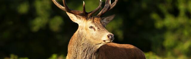 SNIMAK NESVAKIDAŠNJEG INCIDENTA! Jelen napao vozača skutera usred Zagreba!