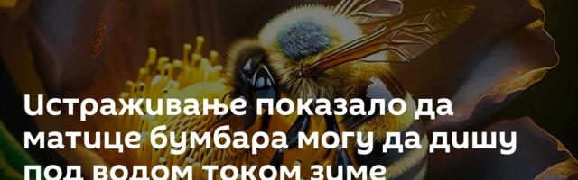 Истраживање показало да матице бумбара могу да дишу под водом током зиме
