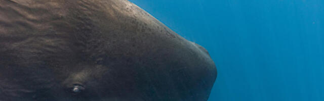 Китови користе самогласнике као људи: научници открили сложену фонетику уљешура