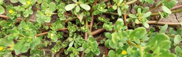 Čupamo ga kao korov, a u stvari je lek