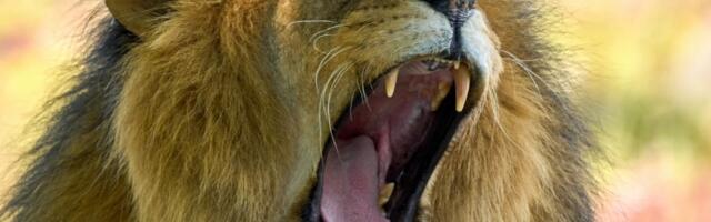 5 saveta koji će vam pomoći da budete ALFA MUŽIJAK