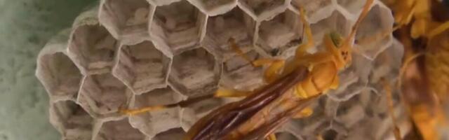 Ova zamka je spas od stršljena i osa, napravite je samo blizu slatkog voća, sve potrebne delove već imate