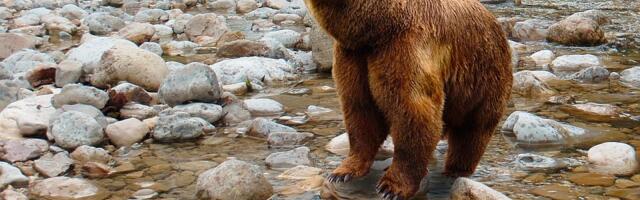 Studija: Medvedi koji žive u blizini ljudi manje su agresivni