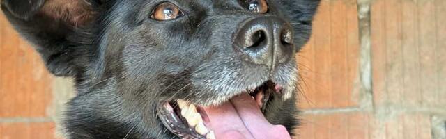 Udomi, ne kupuj: Jovana je spremna da postane nečiji najverniji prijatelj