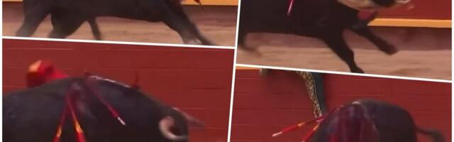 (UZNEMIRUJUĆE) BESNA ZVER DIVLJAČKI PROBURAZILA MATADORA! Nesrećnog čoveka bik BACIO U VAZDUH, a onda je usledio HOROR - urlici užasa odjekivali arenom (VIDEO)