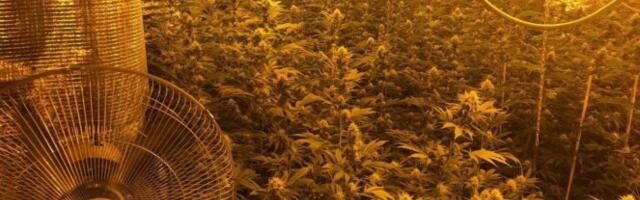 POLICIJA UPALA U KUĆU U POŽAREVCU - OSTALI SU ŠOKIRANI KADA SU VIDELI OVO: Beograđanin napravio ozbiljnu laoboratoriju marihuane