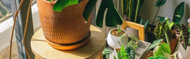 Ako vam stan miriše na pepeljaru, ove biljke treba da unesete u kuću: One su neprijatelji mirisu duvana