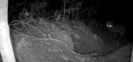 "OVO NIKADA NIJE VIĐENO" U šumi u blizini Rima aktivirano 5 zamki s kamerama: Ono što je zabeleženo ostavilo je naučnike U ČUDU! (VIDEO)