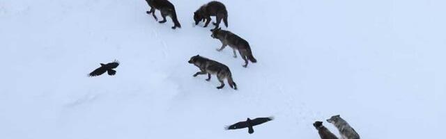 Vukovi ubijaju – a gavrani pamte gde i ne moraju da prate vukove