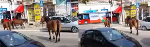 Konji poželeli gradsku šetnju – u centru Niša nakratko zaustavili saobraćaj i zbunili vozače